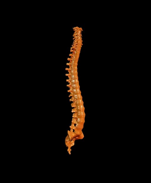 Amber spinal column against a dark clinical measurement grid.
